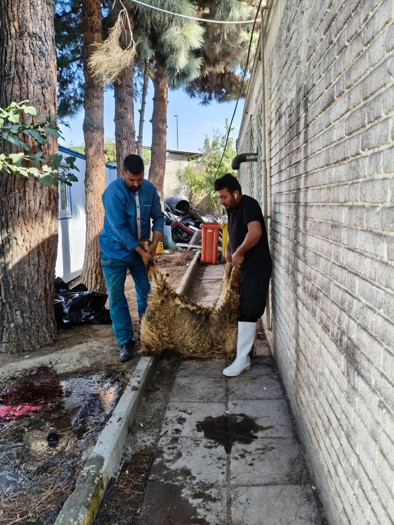 قربانی گوسفند به نیت سلامتی کارکنان و بیماران بستری مرکز روانپزشکی ایران